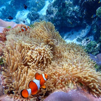 Snorkeling Isole Similan, Thailandia